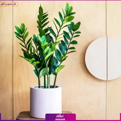 گلدان مصنوعی وارداتی زاموفیلیا سایز بزرگ | انگور