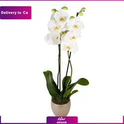 گلدان ارکیده(ارسال گل به کانادا) | انگور