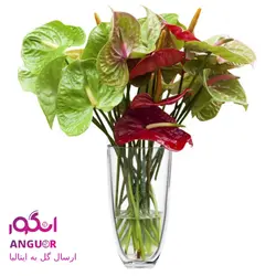دسته گل آنتوریوم (ارسال گل به ایتالیا) | انگور
