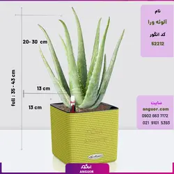 گلدان رومیزی خودآبرسان با آلوئه ورا