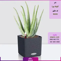گلدان رومیزی خودآبرسان با آلوئه ورا