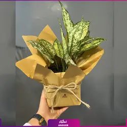 گلدان رومیزی خودآبرسان با آلوئه ورا