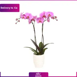 گلدان ارکیده بنفش (ارسال گل به کانادا) | انگور