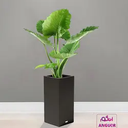 گلدان لوکس مستطیل فایبرگلاس همراه با بابا آدم (180 تا 200 سانتی)