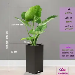 گلدان لوکس مستطیل فایبرگلاس همراه با بابا آدم (180 تا 200 سانتی)