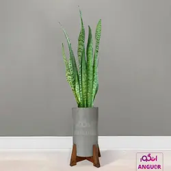 گلدان سانسوریا سبز(سایز 120 الی  140 سانتی متر)