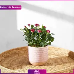 عروسک تدی به همراه قلب (ارسال هدیه به آلمان )