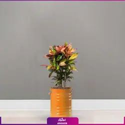 گیاه گلدانی کروتون (سایز 80 - 90 سانتی) | انگور