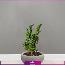 زاموفیلیا به همراه گلدان گرد فایبرگلاس