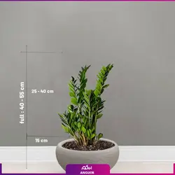 زاموفیلیا به همراه گلدان گرد فایبرگلاس