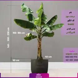 خرید + قیمت درخت موز بزرگ گلدانی غول پیکر (200 - 230 سانتی) + ارسال رایگان