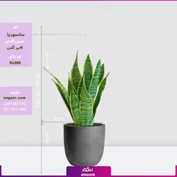سانسوریا ابلق با گلدان فایبر گلاس