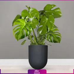 برگ انجیری با گلدان فایبر گلاس (95 _ 120 سانتی متر)