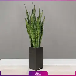 گلدان فایبرگلاس با سانسوریا پوست ماری برگ پهن سایز بزرگ (165 - 185 سانتی) | انگور