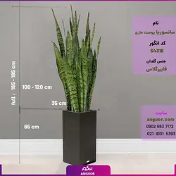 گلدان فایبرگلاس با سانسوریا پوست ماری برگ پهن سایز بزرگ (165 - 185 سانتی) | انگور