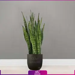 گلدان پلیمری با سانسوریا پوست ماری برگ پهن سایز بزرگ (140 - 160 سانتی) | انگور