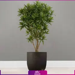 گلدان خاص فایبرگلاس با پیله موآ سایز بزرگ (رفلکسا dracaena Reflexa) ارتفاع 220 - 240 سانتی | انگور