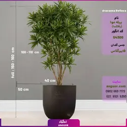 گلدان خاص فایبرگلاس با پیله موآ سایز بزرگ (رفلکسا dracaena Reflexa) ارتفاع 220 - 240 سانتی | انگور