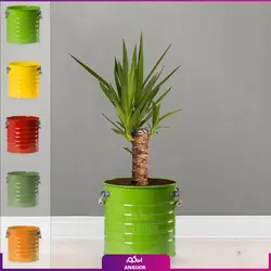 یوکا تنه‌دار با گلدان لاین | انگور