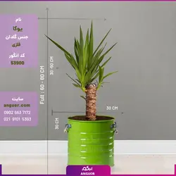 یوکا تنه‌دار با گلدان لاین | انگور