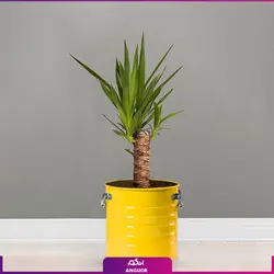 یوکا تنه‌دار با گلدان لاین | انگور