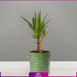 یوکا تنه‌دار با گلدان لاین | انگور