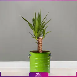 یوکا تنه‌دار با گلدان لاین | انگور