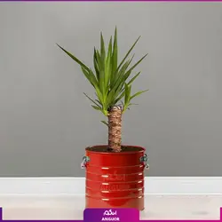 یوکا تنه‌دار با گلدان لاین | انگور