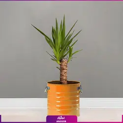 یوکا تنه‌دار با گلدان لاین | انگور