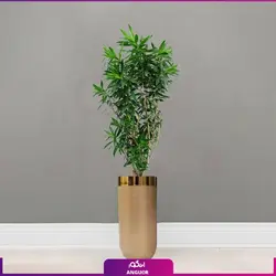 گلدان فایبرگلاس طلایی با پیله موآ سایز متوسط (رفلکسا dracaena Reflexa) ارتفاع 170 - 190 سانتی | انگور
