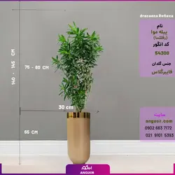 گلدان فایبرگلاس طلایی با پیله موآ سایز متوسط (رفلکسا dracaena Reflexa) ارتفاع 170 - 190 سانتی | انگور