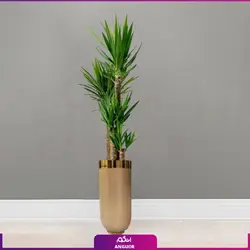 یوکا چهار شاخه با گلدان فایبرگلاس همراه با ارسال و تحویل درب منزل