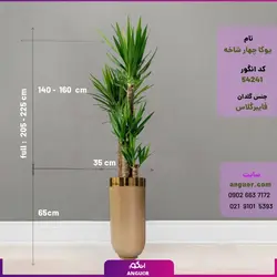یوکا چهار شاخه با گلدان فایبرگلاس همراه با ارسال و تحویل درب منزل