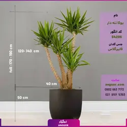 گلدان خاص فایبرگلاس با یوکا تنه دار بزرگ (170 - 190سانتی) | انگور
