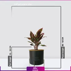 اگلونما لب ماتیکی سایز متوسط به هراه گلدان سفالی
