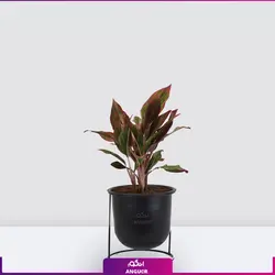 اگلونما لب ماتیکی سایز متوسط به هراه گلدان سفالی