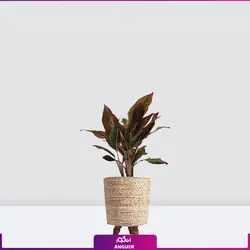 اگلونما لب ماتیکی سایز متوسط به هراه گلدان سفالی