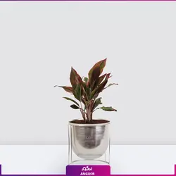 اگلونما لب ماتیکی سایز متوسط به هراه گلدان سفالی