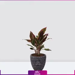 اگلونما لب ماتیکی سایز متوسط به هراه گلدان سفالی