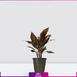 اگلونما لب ماتیکی سایز متوسط به هراه گلدان سفالی
