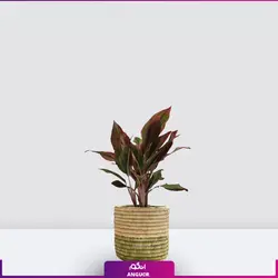 اگلونما لب ماتیکی سایز متوسط به هراه گلدان سفالی