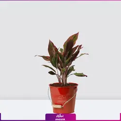 اگلونما لب ماتیکی سایز متوسط به هراه گلدان سفالی