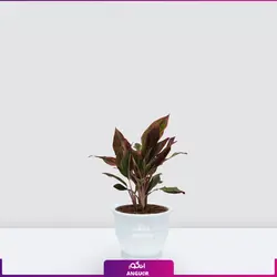 اگلونما لب ماتیکی سایز متوسط به هراه گلدان سفالی