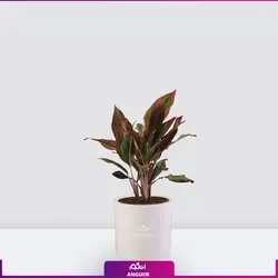 اگلونما لب ماتیکی سایز متوسط به هراه گلدان سفالی