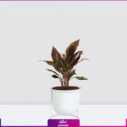 اگلونما لب ماتیکی سایز متوسط به هراه گلدان سفالی