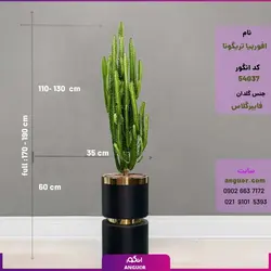 گلدان فایبرگلاس گرد کمر طلایی با افوربیا تریگونا سایز بزرگ چند شاخه (170 تا 190 سانتی)