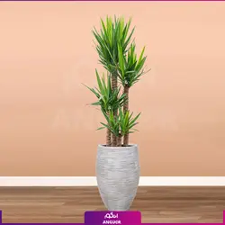 گیاه یوکا 3 شاخه با گلدان مخمل آبی (150 _170 سانتی متر) | انگور