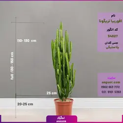 گلدان افوربیا تریگونا سایز بزرگ چند شاخه (130 تا 150 سانتی) | انگور