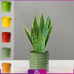 سانسوریا ابلق با گلدان لاین (55-65 سانتی)