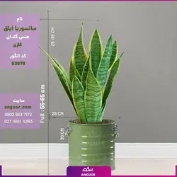 سانسوریا ابلق با گلدان لاین (55-65 سانتی)